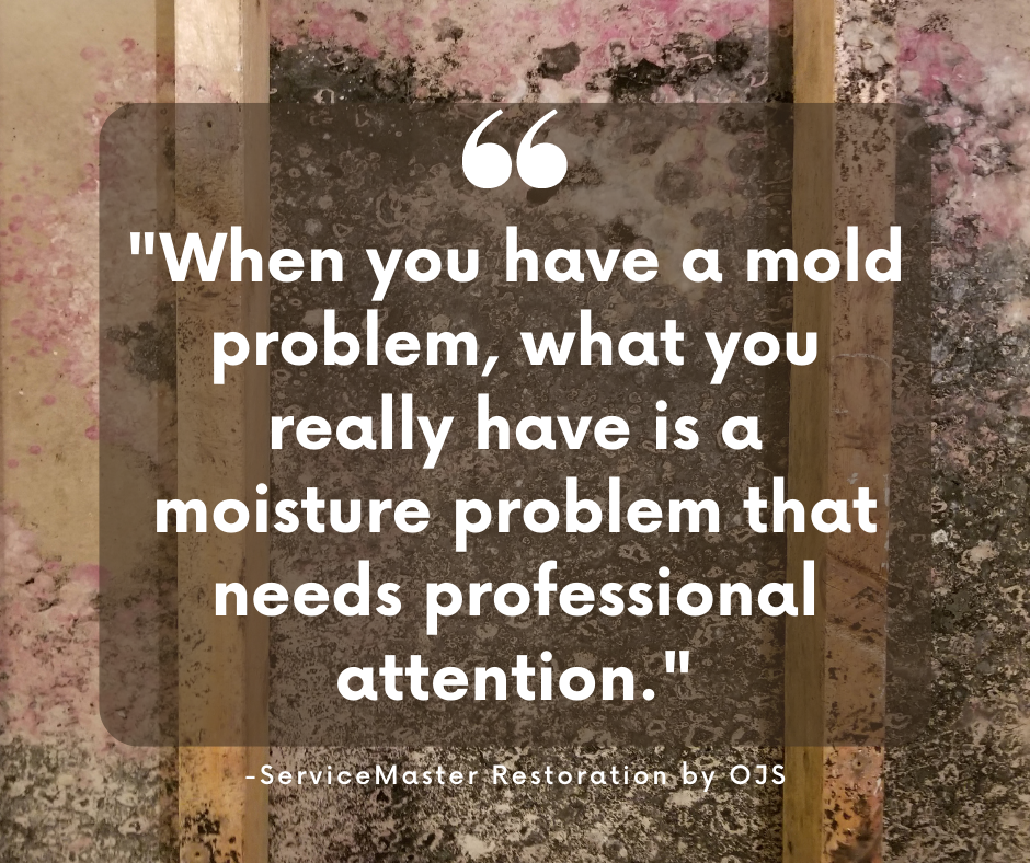 Quote from ServiceMaster Restoration by OJS about a mold problem being a moisture problem.