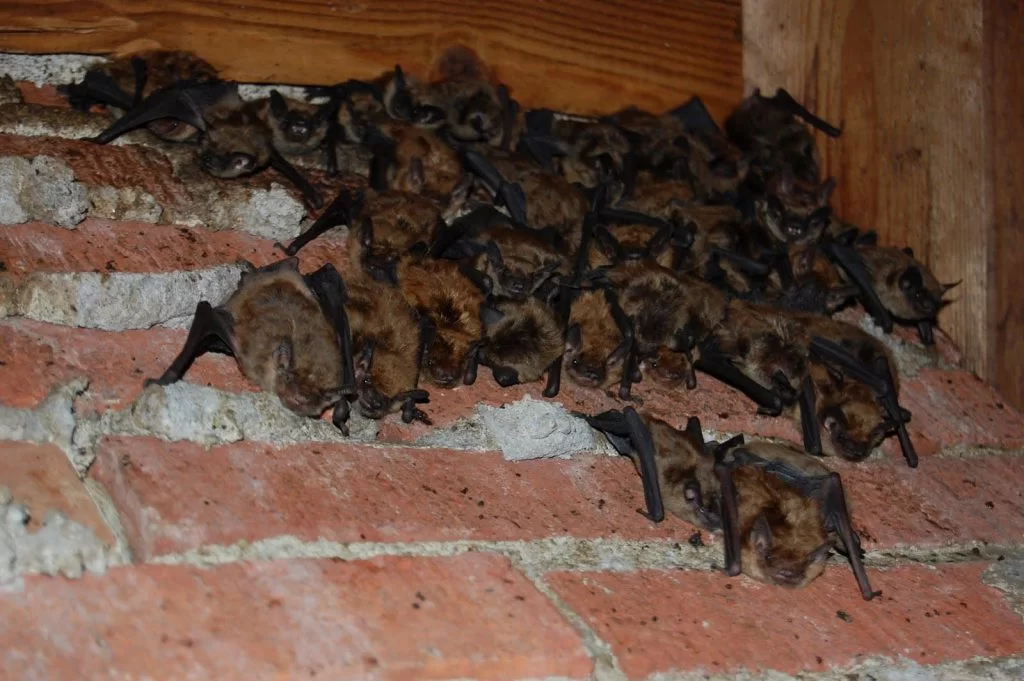 bats indoor