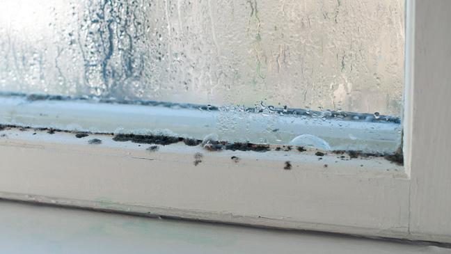 How to Limit Mold Growth in the Winter Months