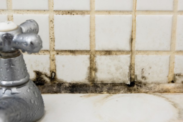 ServiceMaster Genuine Facts: 21 Facts About Mold