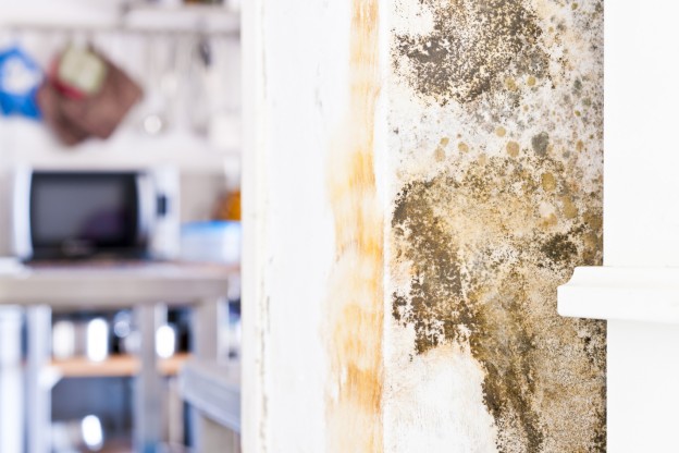 What is the Difference Between Mildew and Mold?