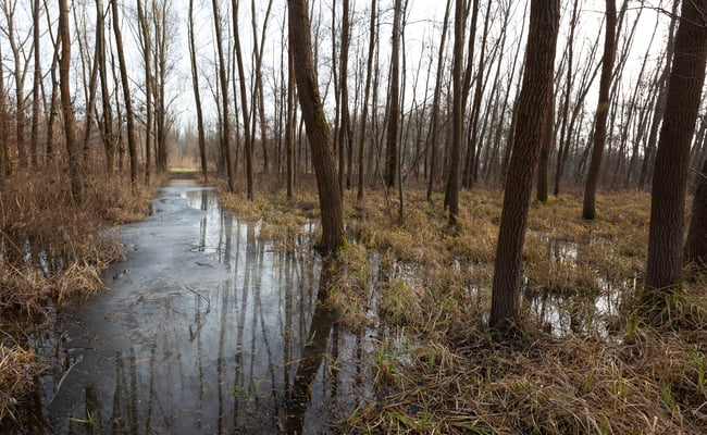 groundwater flooding in forest