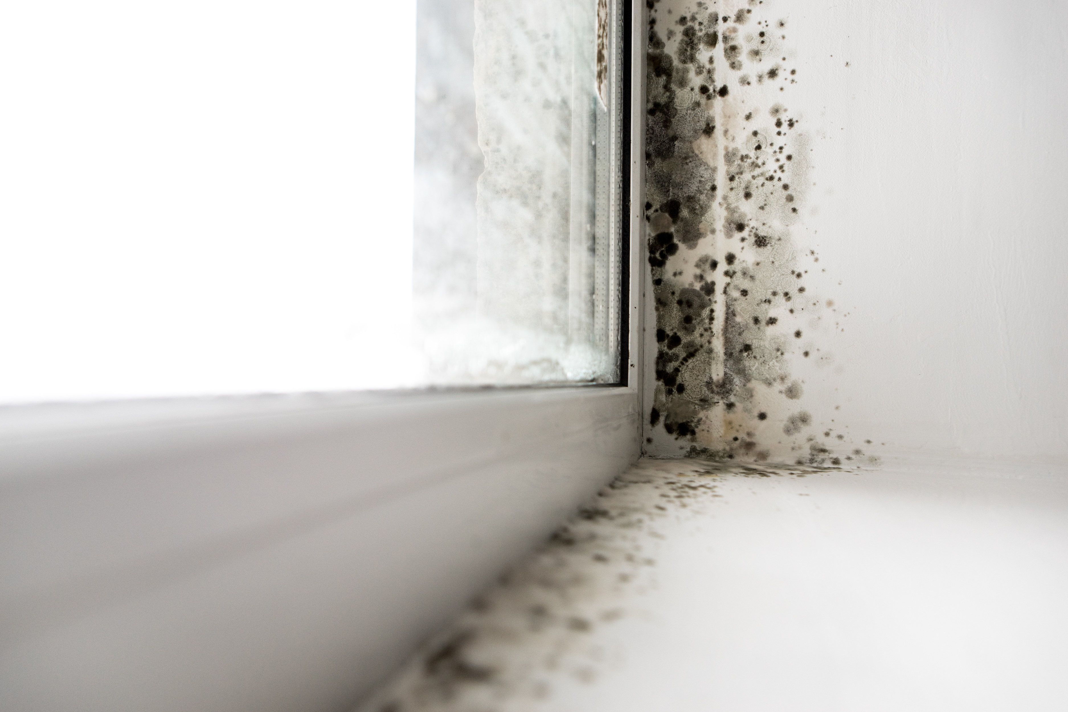 Black Mold Inspection in Garland, TX