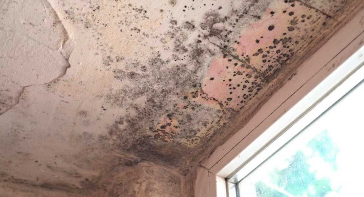 Mold inspection in Columbus, Ohio