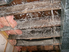 mold on rafters in commercial building