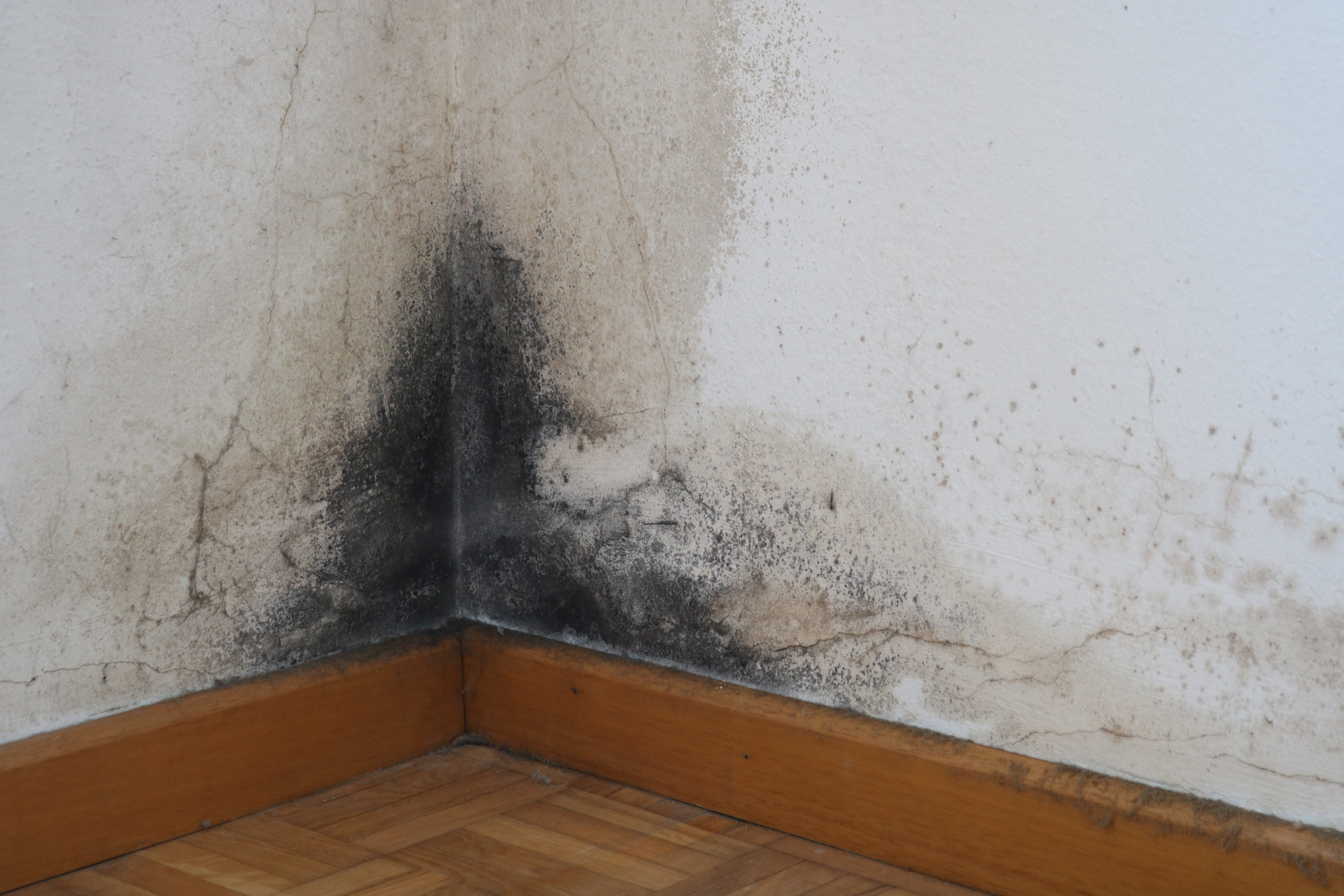 Black mold problem in Berrien County