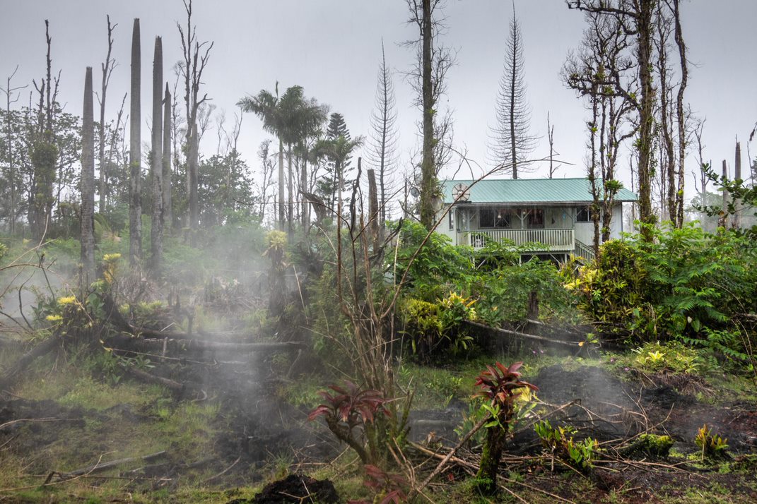 Fallen trees after a hurricane