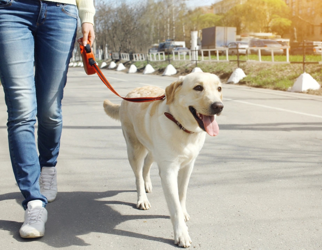 A person walking a dog