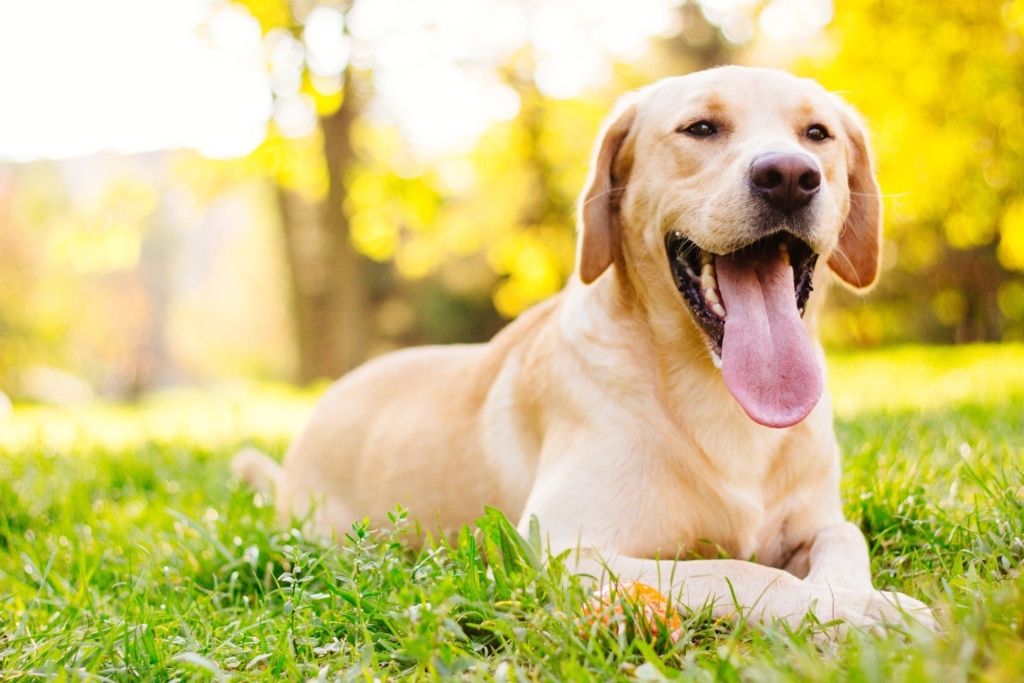 Panting dog