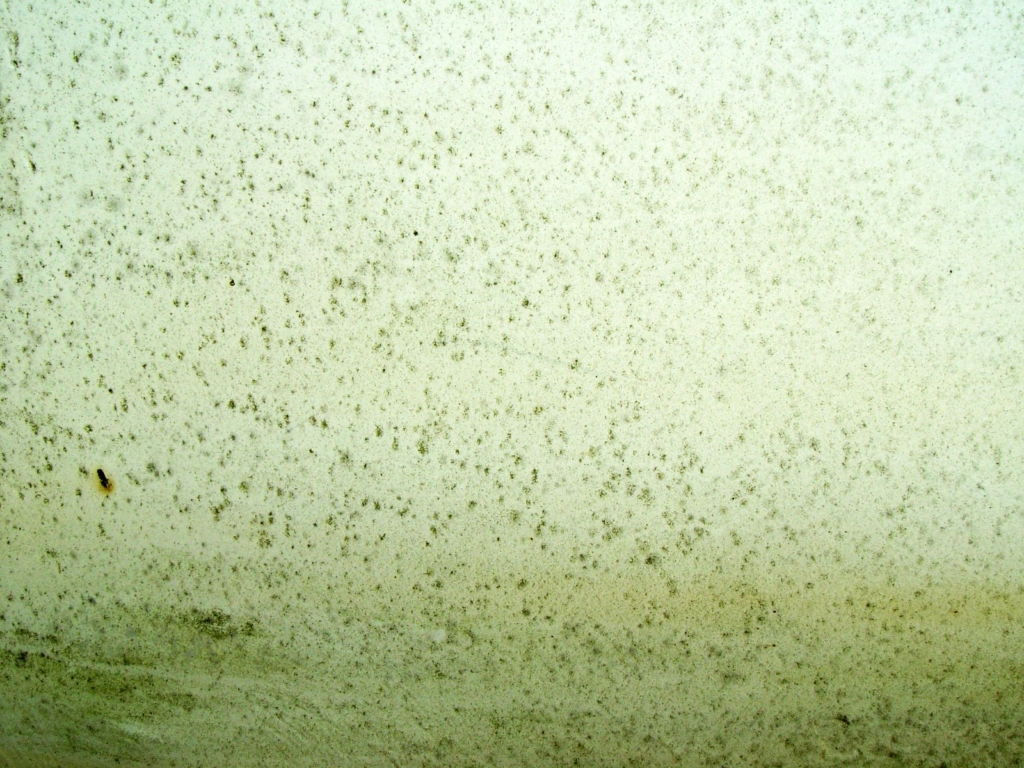 Green mold
