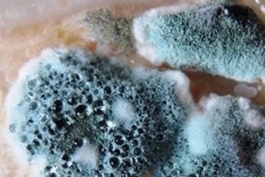 Mold Spores