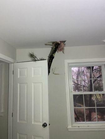 tree branch protruding through a ceiling