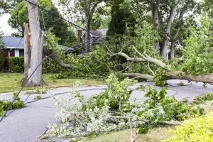 Tree Fallen in Road