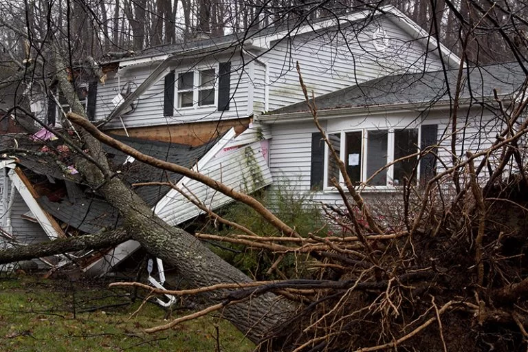 fallen tree on a house