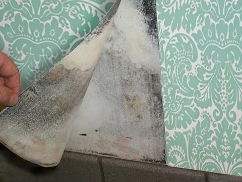 mold behind wall paper