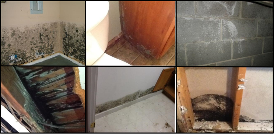 Pictures of mold damage in Michigan homes