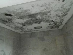 mold in shower