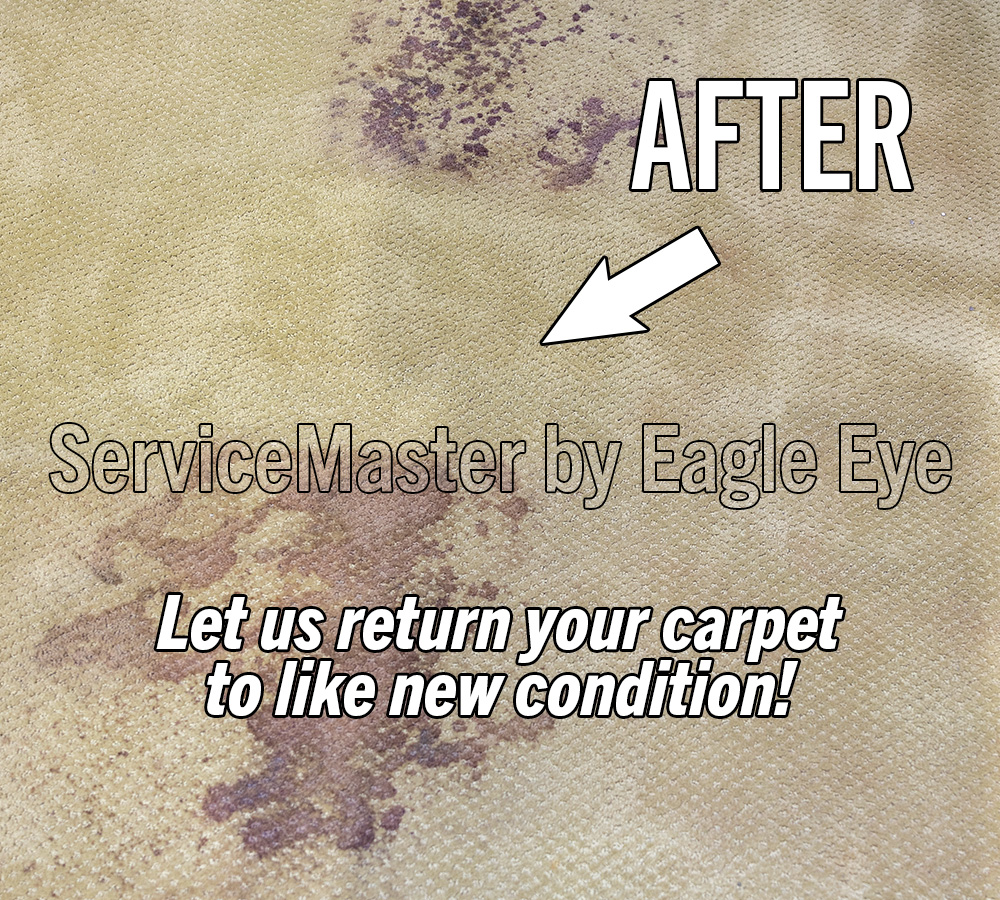 carpet after being cleaned by ServiceMaster by Eagle Eye