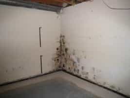 black mold spots on basement wall