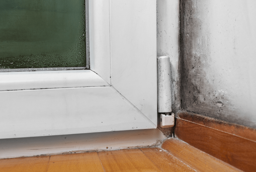 Signs of Mold Infestation