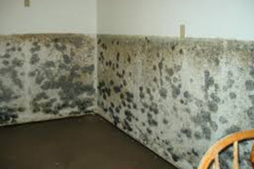 Wall damaged by severe mold infestation