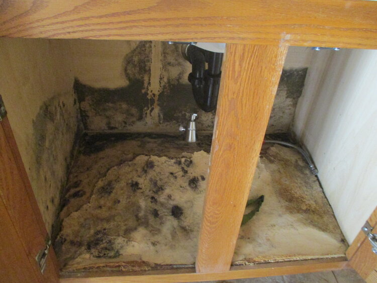 Mold underneath a kitchen sink