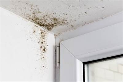 Mold In Top Corner of Wall and Ceiling