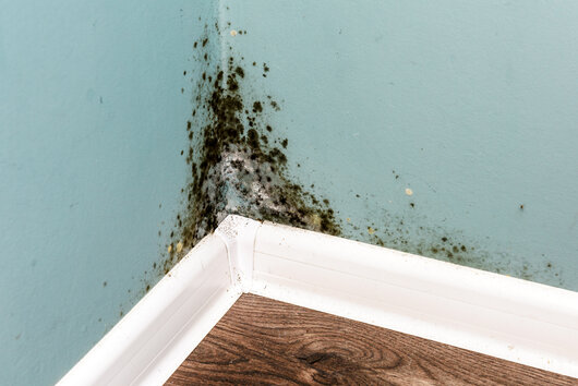 Mold in Corner of Wall