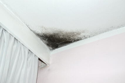 Mold at the ceiling
