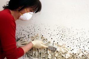 Techniciation Removing Mold from Wall