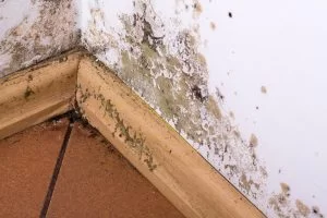 mold in home