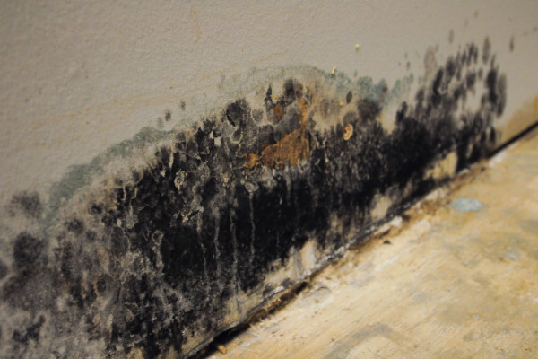 Black mold on a wall in a Jersey Shore building.