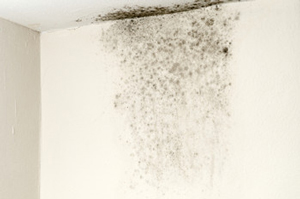 black mold on wall and ceiling