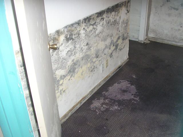 Damaged hallway walls and carpet in need of restoration