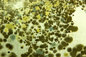 black yellow and grey mold spots