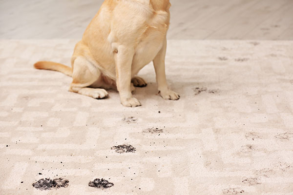dog with dirty paws sitting on dirty carpet