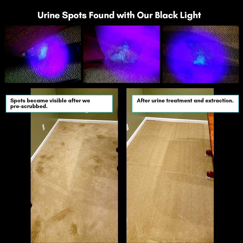 urine spots on black light