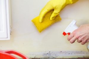 person cleaning mold from wall with sponge and spray cleaner