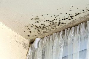 black mold spots on ceiling