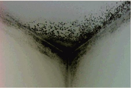 Black mold