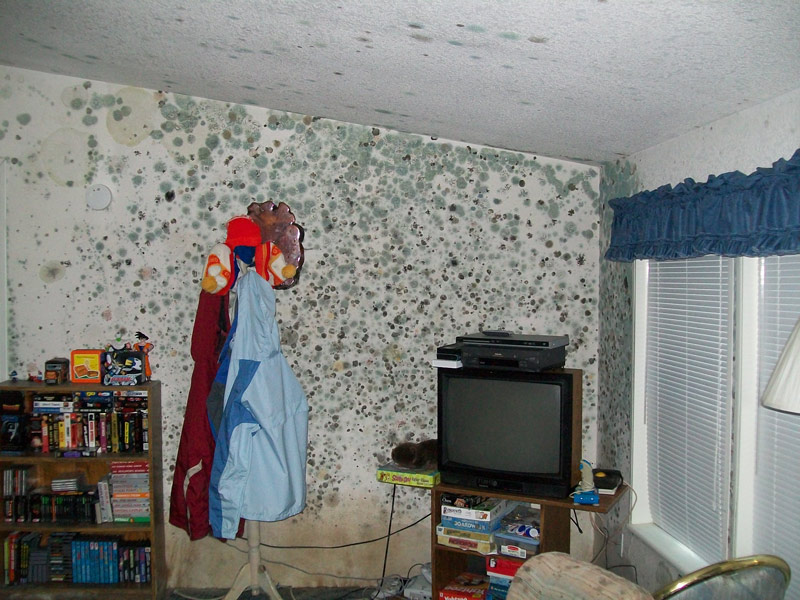 Mold growth covering the wall of a living room inside of a home