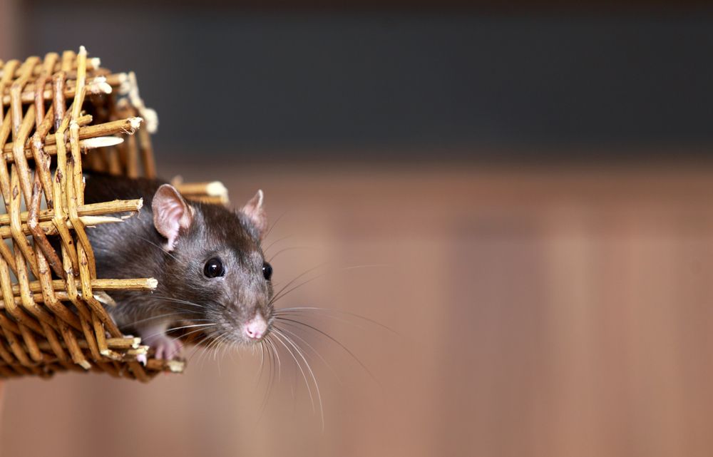 A mouse crawling out of a basket