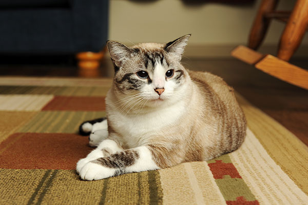 cat lying on carpet
