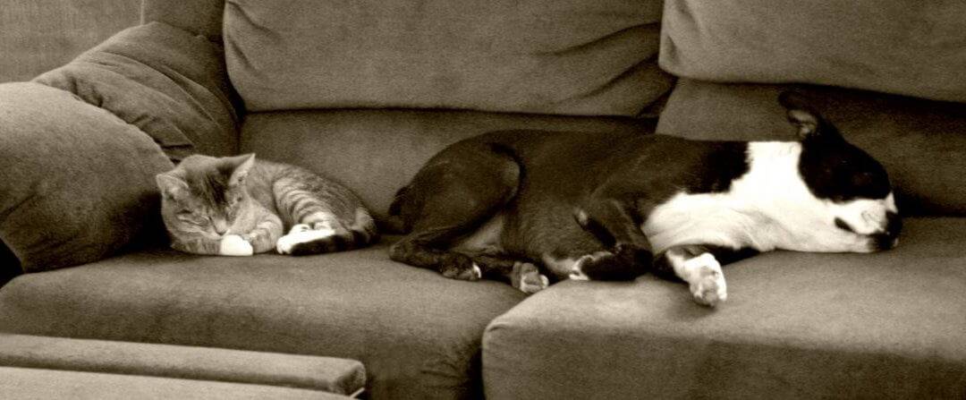 Cat and dog on a couch