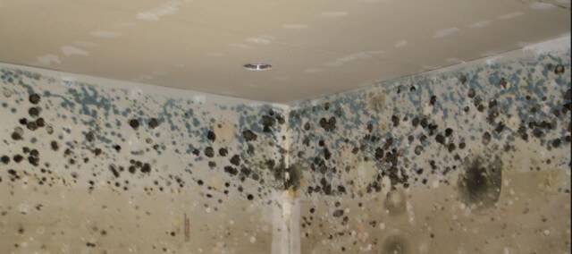 A Complete Guide To Identifying And Getting Rid Of Mold
